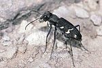 cicindela-sylvatica-foto-niehuis