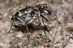cicindela-sylvatica-sylvatica-foto-gebert