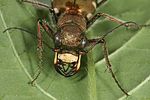 cicindela-sylvicola-detail-foto-altmann