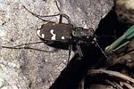 cicindela-sylvicola-foto-gebert