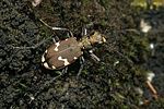cicindela-sylvicola-foto-leo