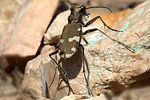 cicindela-sylvicola-foto-reder