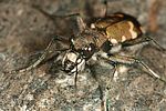 cicindela-sylvicola2-foto-altmann