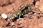 cicindela-sylvicola4-foto-reder