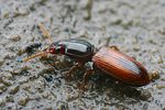 clivina-collaris-foto-faasen