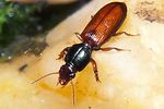 clivina-collaris-foto-koehler