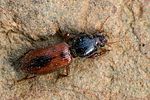 clivina-collaris-foto-swadzba