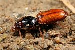 clivina-collaris2-foto-koehler