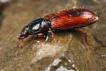 clivina-collaris4-foto-koehler