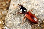 clivina-collaris5-foto-koehler
