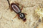 clivina-fossor-foto-altmann