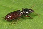 clivina-fossor-foto-dewilde
