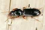 clivina-fossor-foto-dvorak