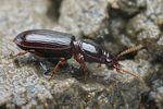 clivina-fossor-foto-faasen