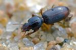clivina-fossor-foto-hall