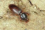 clivina-fossor2-foto-altmann