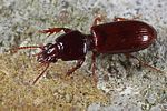 clivina-fossor2-foto-dewilde