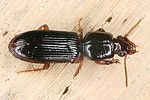clivina-fossor2-foto-dvorak