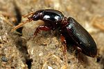 clivina-fossor4-foto-koehler