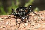 cychrus-caraboides-detail-foto-weisenboehler