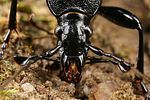 cychrus-caraboides-detail2-foto-koehler