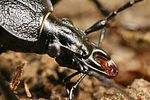 cychrus-caraboides-detail3-foto-koehler