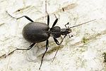 cychrus-caraboides-foto-fgrose