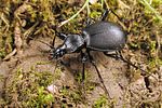 cychrus-caraboides-foto-koehler