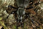 cychrus-caraboides-foto-polacek