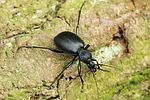 cychrus-caraboides-foto-swadzba