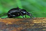 cychrus-caraboides-foto-weidlich