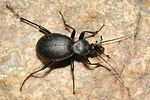 cychrus-caraboides-foto-weisenboehler