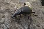 cychrus-caraboides-foto-wmueller