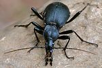 cychrus-caraboides2-foto-swadzba