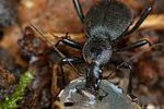 cychrus-caraboides3-foto-medger