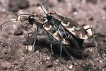 cylindera-arenaria-viennensis2-paar-foto-gebert