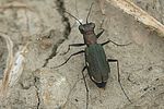 cylindera-germanica2-foto-auer