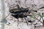 cylindera-germanica2-foto-gebert