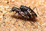 cylindera-trisignata-couple-foto-almeida
