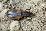 cymindis-discoidea-foto-martinez