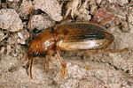 dicheirotrichus-obsoletus3-foto-koehler