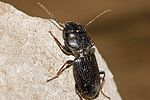 dixus-clypeatus-foto-hense