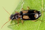 dromius-quadrimaculatus-foto-dvorak