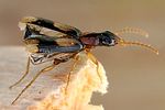 dromius-quadrimaculatus-start-foto-dvorak