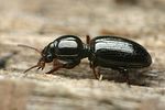 dyschirius-thoracicus-foto-faasen