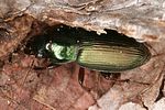 harpalus-affinis-foto-altmann