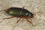 harpalus-affinis-foto-dewilde