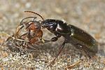 harpalus-affinis-foto-hall