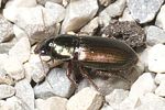harpalus-affinis-foto-hense