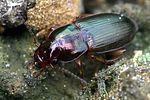 harpalus-affinis-foto-kammel